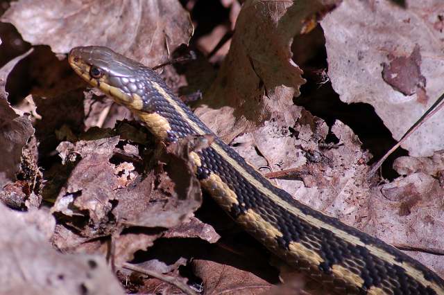 Chicago Garter Snake