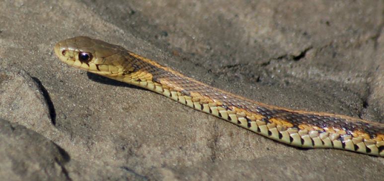 Eastern Garter Snake