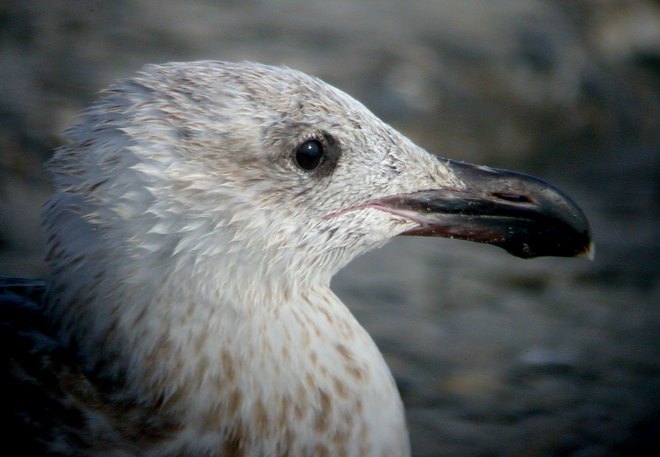 Great Black-backed Gull Photo #1