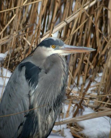 Great Blue Heron