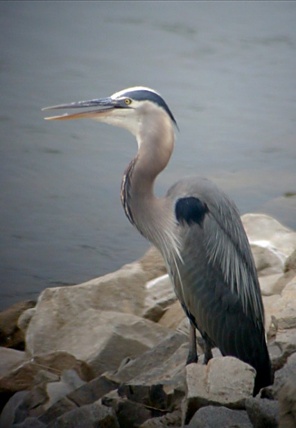 Great Blue Heron