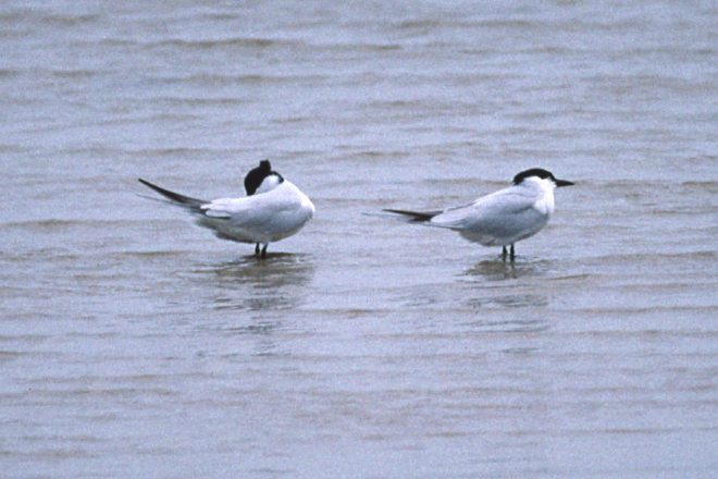 Gull-billed Tern photo #1