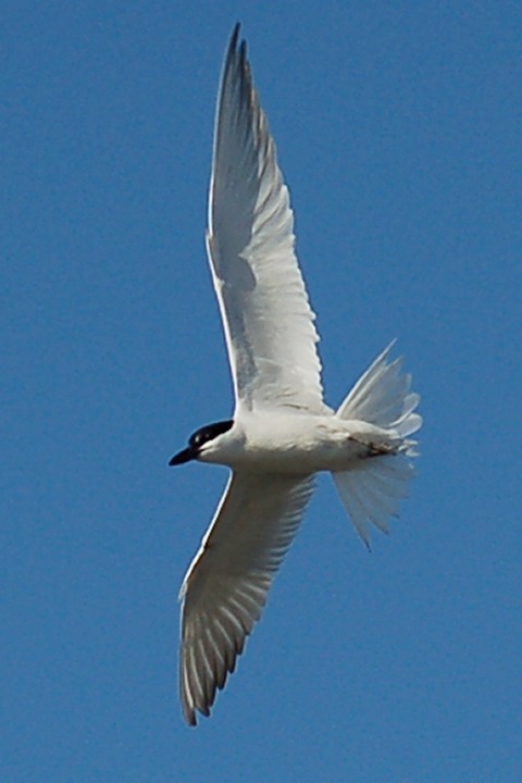 Gull-billed Tern photo #2