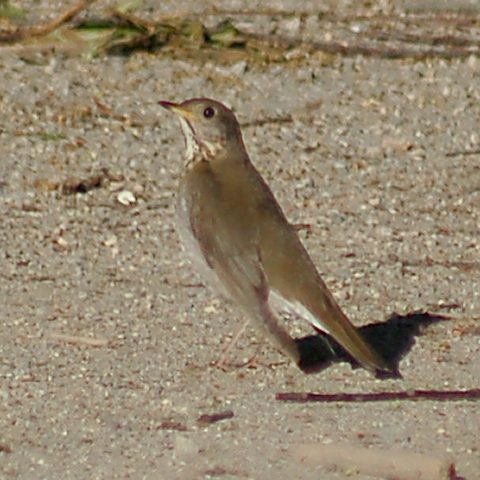 Gray-cheeked Thrush