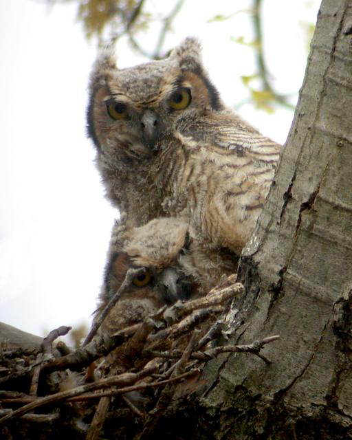 Great Horned Owl