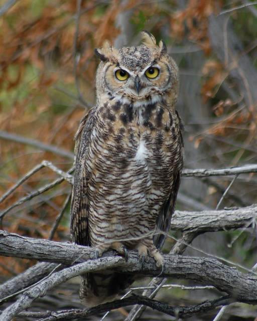 Great Horned Owl