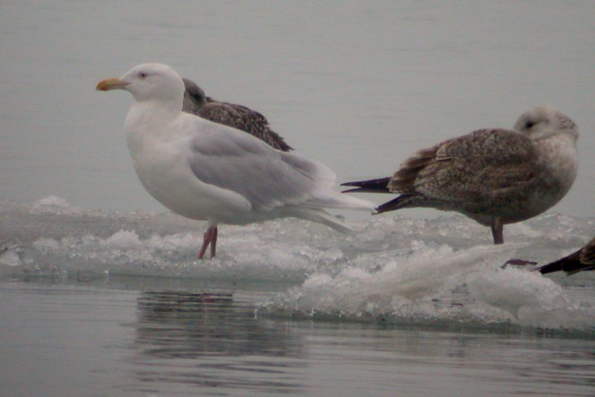 Glaucous Gull