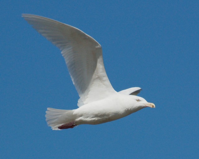 Glaucous Gull (3rd cycle)