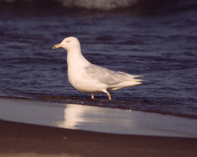 Glaucous Gull photo #2