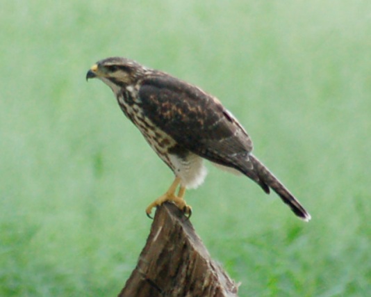Gray Hawk (juvenile)