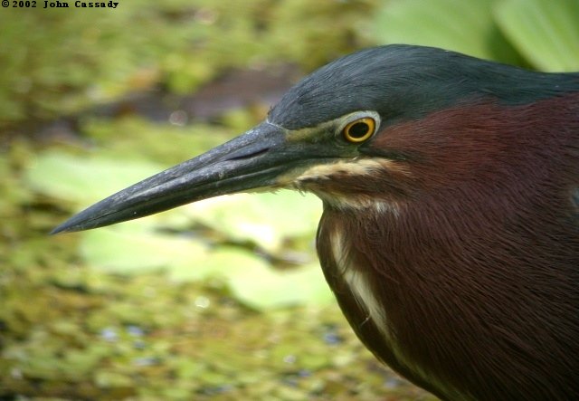 Green Heron