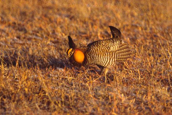 Greater Prairie-chicken