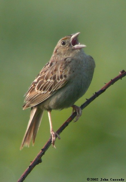 Grasshopper Sparrow