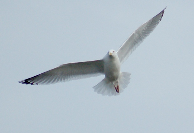Herring Gull (pale adult)