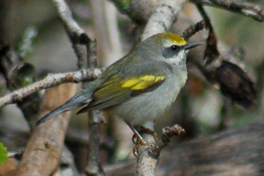 Golden-winged Warbler