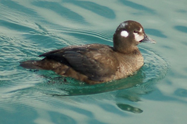 Harlequin Duck