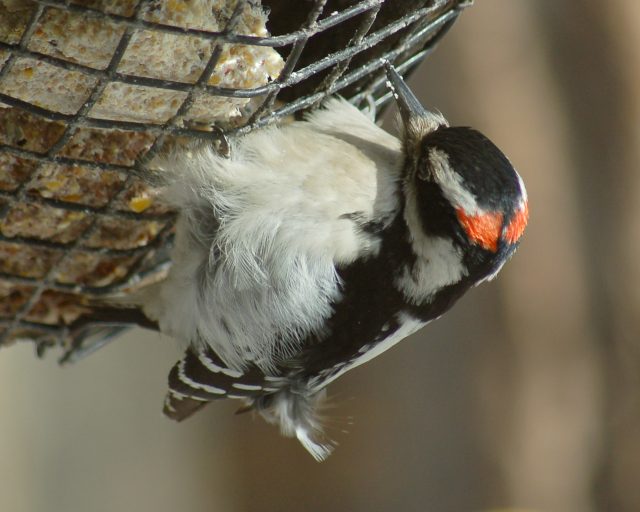 Hairy Woodpecker photo #2