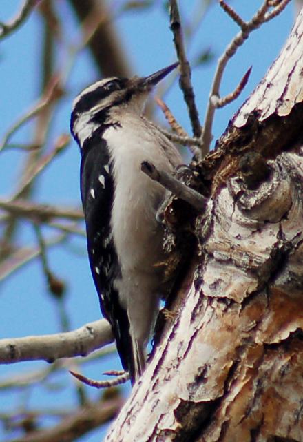 Hairy Woodpecker (adult interior west form)