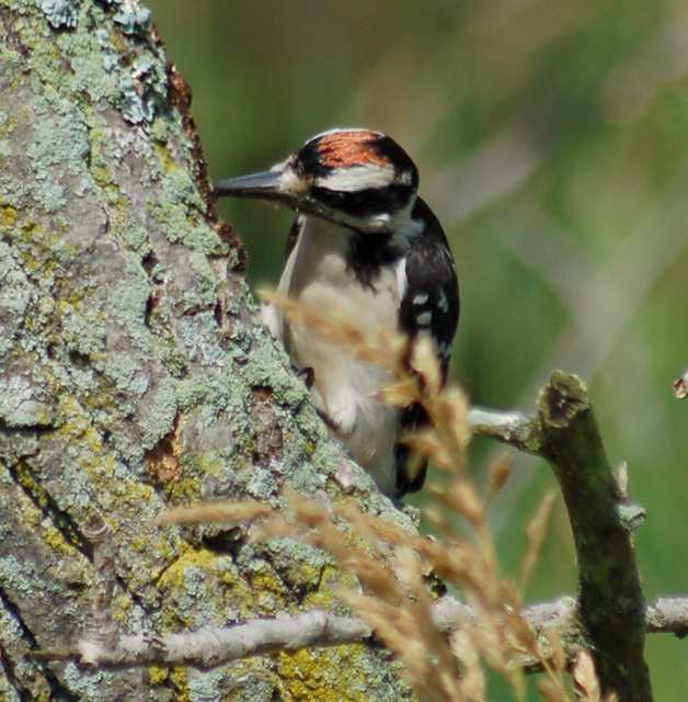 Hairy Woodpecker (juvenile)