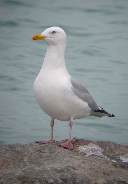 Herring Gull