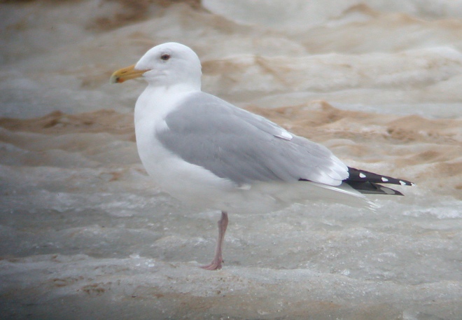 Herring Gull (adult with dark eyes!)
