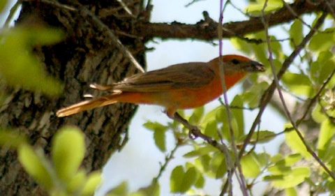 Hepatic Tanager
