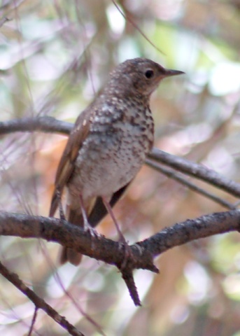 Hermit Thrush