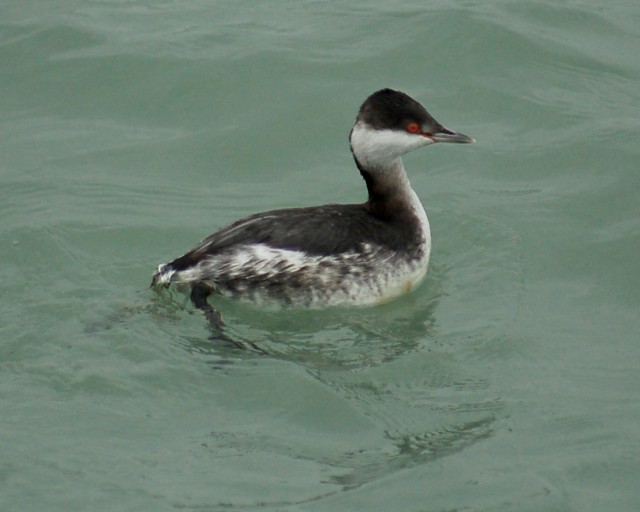 Horned Grebe photo #3