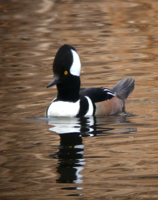 Hooded Merganser Photo 1
