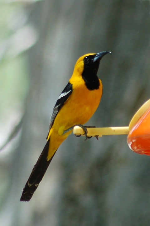 Hooded Oriole