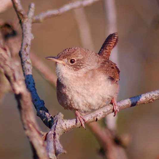 House Wren St. Joe County, Michigan and Elkhart County, Indiana