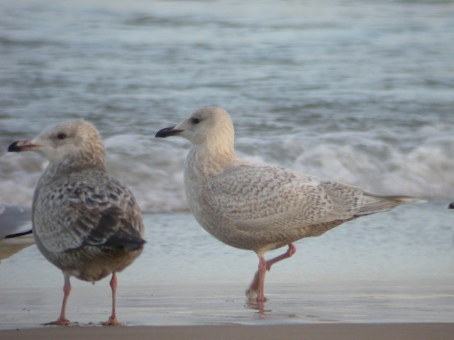 Kumlien's Iceland Gull Photo 5
