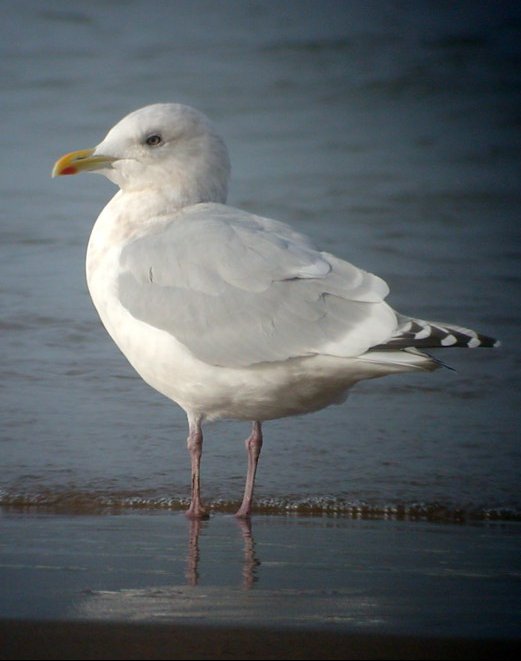 Kumlien's Iceland Gull - (adult with dark primaries)