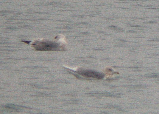 Kumlien's Iceland Gull Photo 2