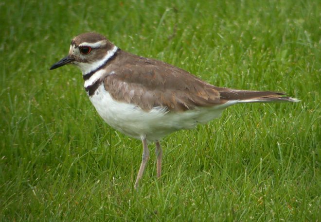 Killdeer