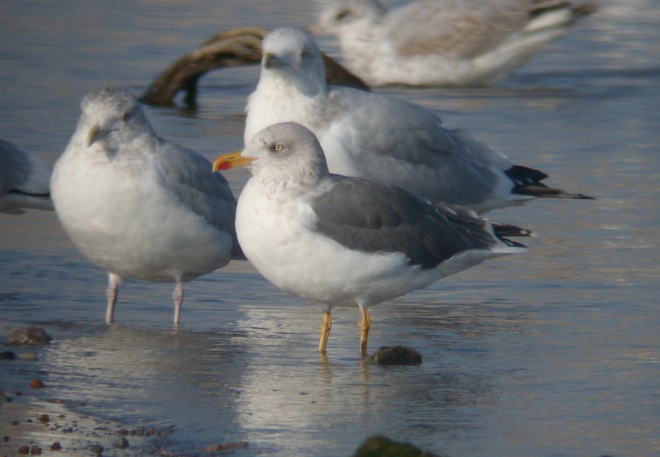 Lesser Black-backed Gull Photo 1