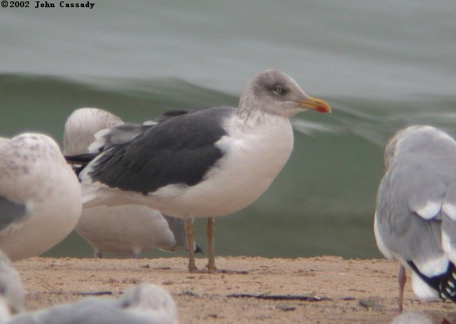 Lesser Black-backed Gull Photo 1