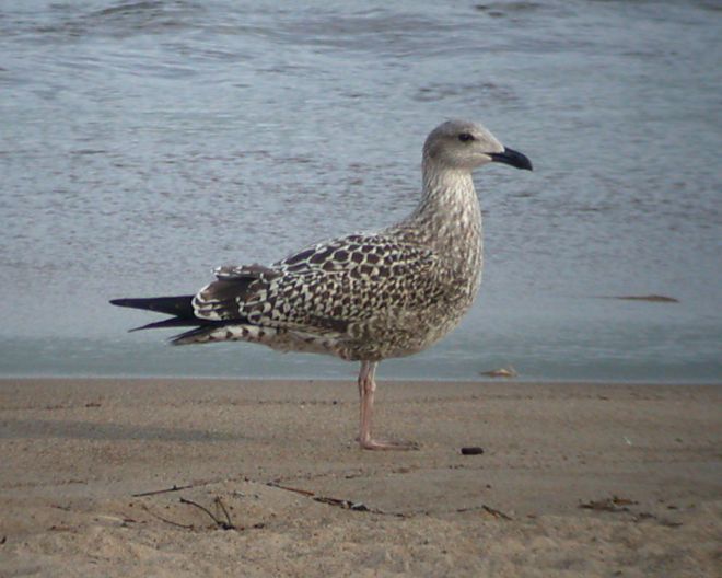 Lesser Black-backed Gull  (IN)