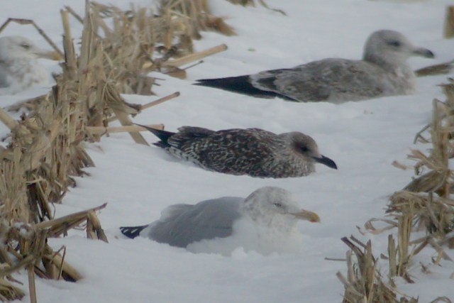 Lesser Black-backed Gull  (MI)