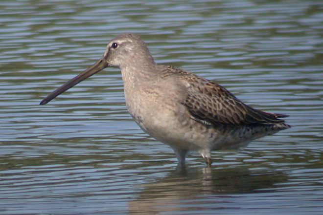 Long-billed Dowitcher photo #3