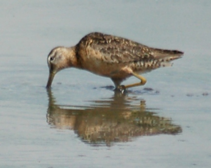 Long-billed Dowitcher photo #2
