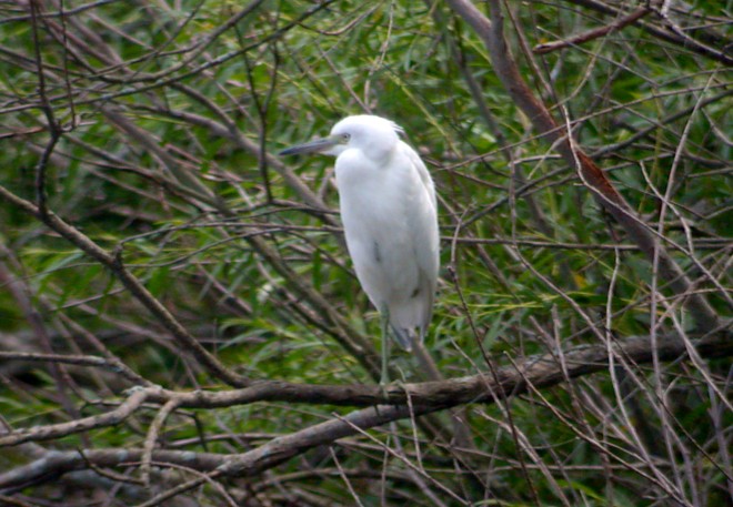 Little Blue Heron (1st cycle)