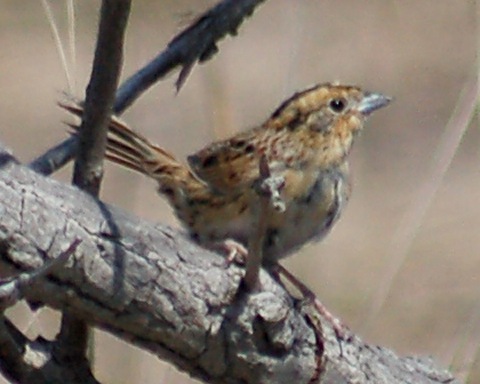 Le Conte's Sparrow photo #4