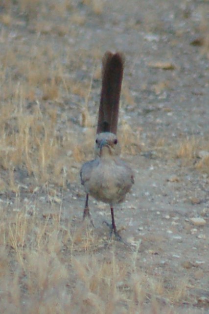 Le Conte's Thrasher photo #2