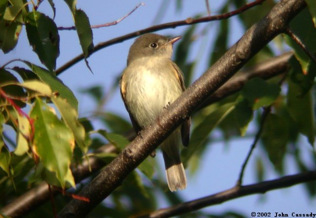 Least Flycatcher Photo 1