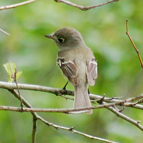 Least Flycatcher Photo 2