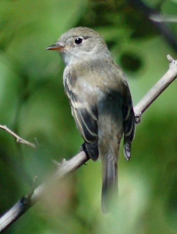Least Flycatcher (juvenile)
