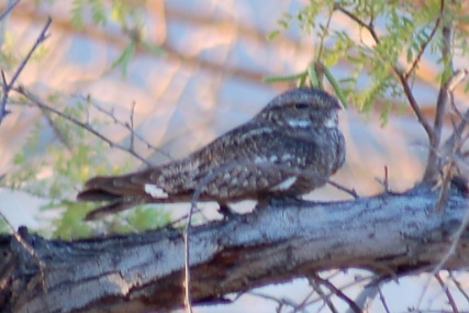 Lesser Nighthawk