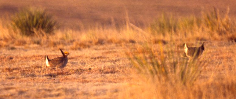 Lesser Prairie-chicken