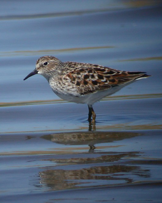 Least Sandpiper